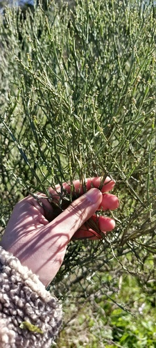 Baccharis articulata, photograph 5