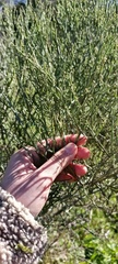 Baccharis articulata, photograph (c) Victoria Prosdocimo, some rights reserved (CC BY)
