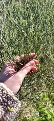 Baccharis articulata, photograph (c) Victoria Prosdocimo, some rights reserved (CC BY)