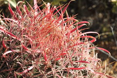 Ferocactus gracilis