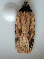 Agonopterix atrodorsella