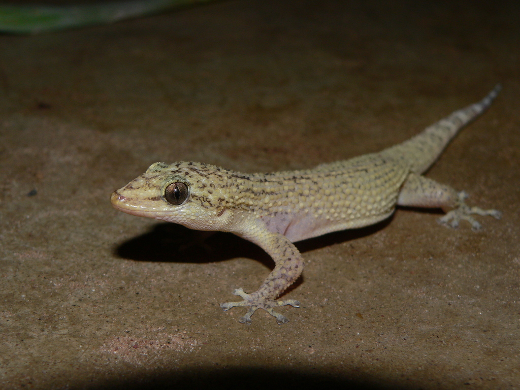 Margarita Leaf-Toed Gecko