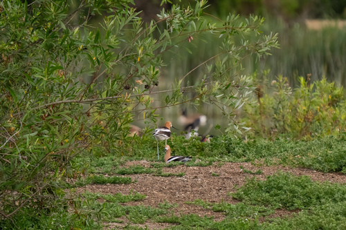 iNaturalist observation photo of American Avocet