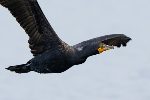 iNaturalist observation photo of Double-crested Cormorant