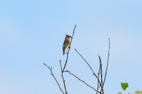 iNaturalist observation photo of Cedar Waxwing