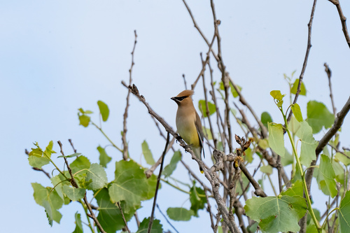 iNaturalist observation photo of Cedar Waxwing