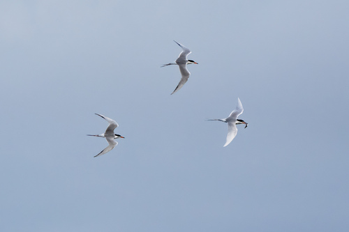 iNaturalist observation photo of Forster's Tern