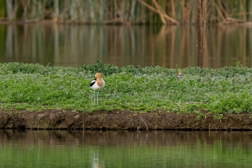 iNaturalist observation photo of American Avocet