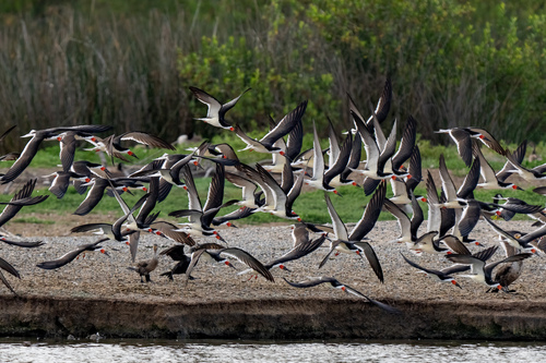 iNaturalist observation photo of Black Skimmer