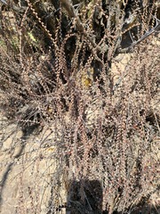 Astrolepis cochisensis