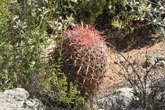 Ferocactus gracilis