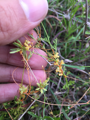 Cuscuta indecora