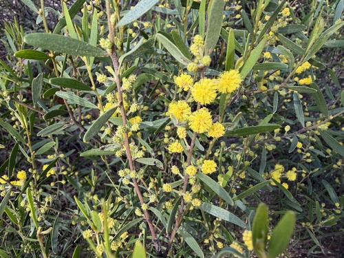 Acacia lanigera observed 2026-08-23