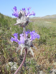 Salvia carduacea