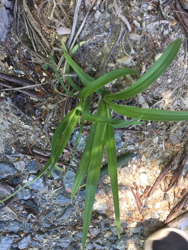 Hemerocallis lilioasphodelus