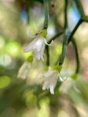 Rhipsalis teres, photograph (c) bruno_san1409, some rights reserved (CC BY-SA)