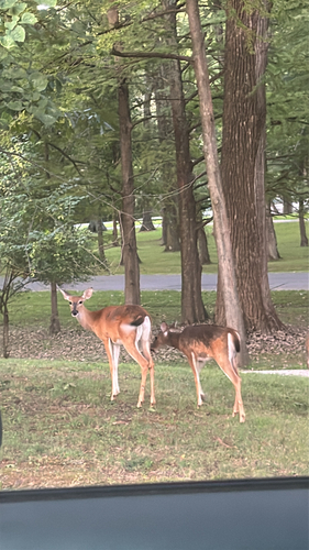 White-tailed Deer