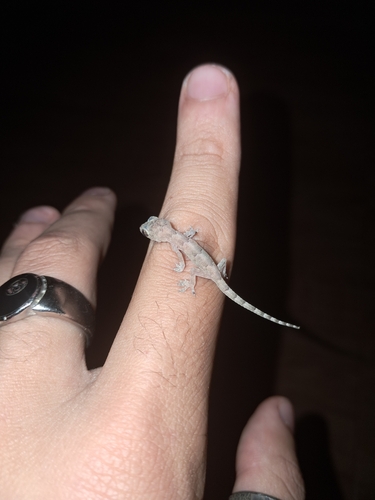 Tropical House Gecko