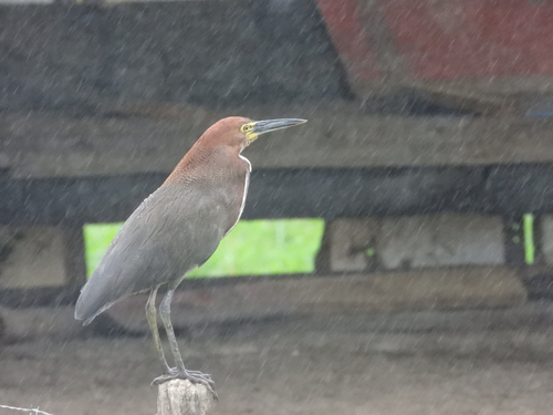 Rufescent Tiger-Heron