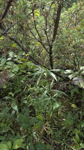Lilium philadelphicum, photograph 5