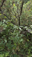 Lilium philadelphicum, photograph author not stated, no rights reserved