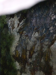 Rhinopoma microphyllum