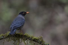 Turdus simillimus