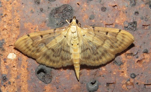 Psara atritermina