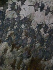 Rhinopoma microphyllum