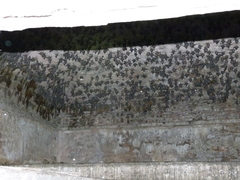 Rhinopoma microphyllum