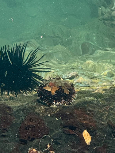 Tripneustes gratilla observed 2026-08-22