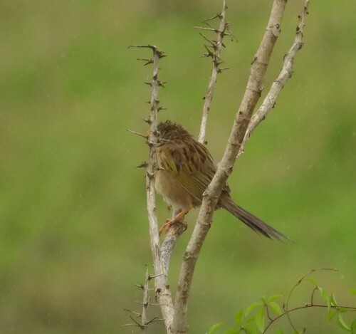Wedge-tailed Grass-Finch