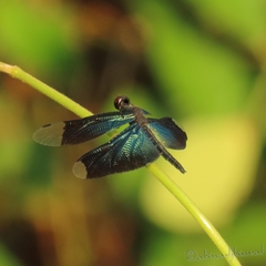 Rhyothemis plutonia