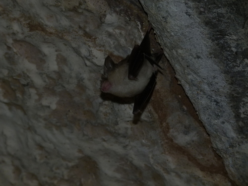 Blyth's Horseshoe Bat