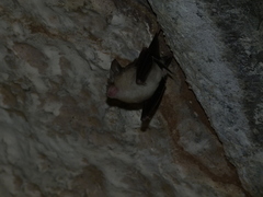 Rhinolophus lepidus