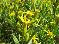 Columbiadoria hallii