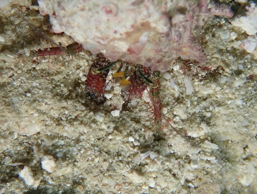 Aniculus aniculus observed 2026-08-02