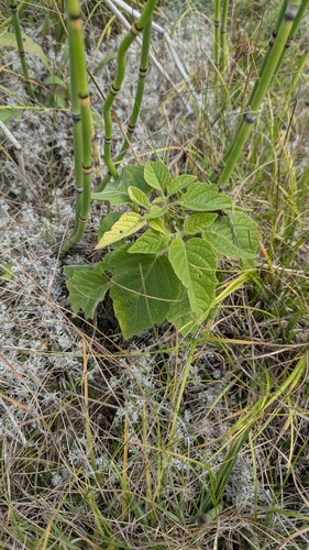 Physalis heterophylla, photograph 5