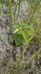Physalis heterophylla, photograph author not stated, no rights reserved