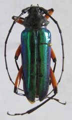 Callistochroma rutilans