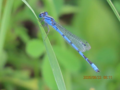 Familiar Bluet