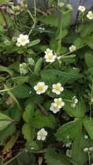 Fragaria × ananassa