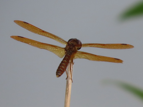 Eastern Amberwing