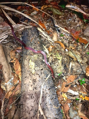 Photo of a Tioman Kukri Snake (Oligodon booliati)