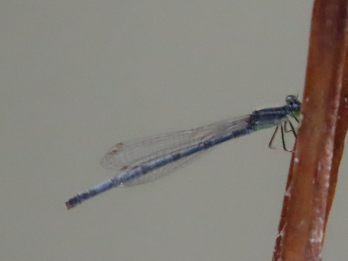 Eastern Forktail