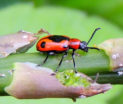 Crioceris quinquepunctata