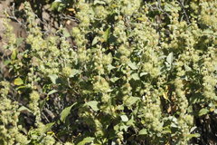 Ambrosia chenopodiifolia