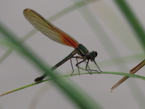 American Rubyspot