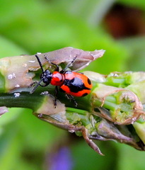 Crioceris quinquepunctata