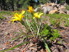 Nothocalais alpestris